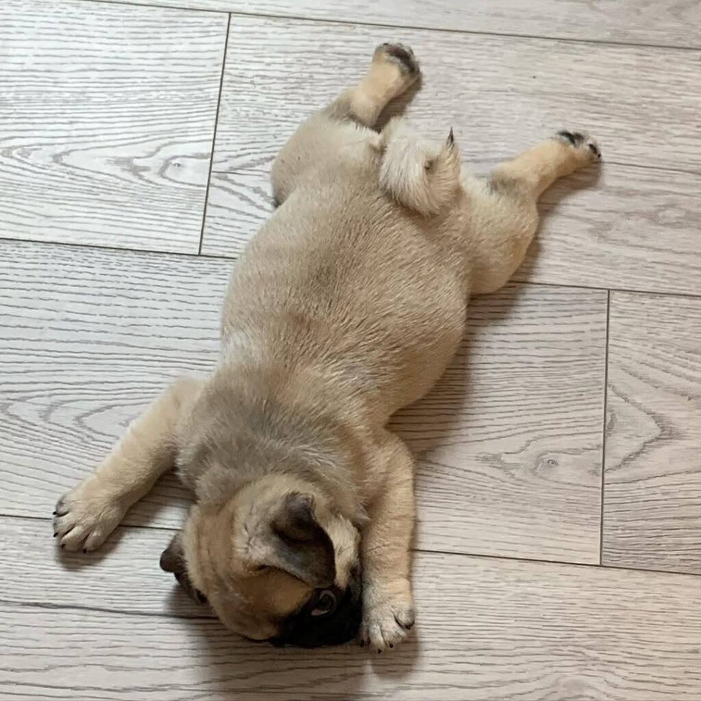 Olive, a fawn Pug puppy available for adoption