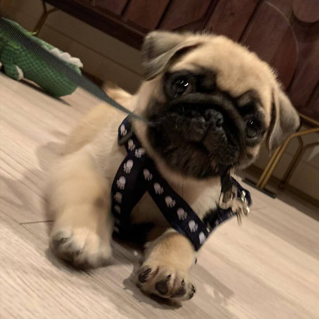 Olive, a fawn Pug puppy available for adoption