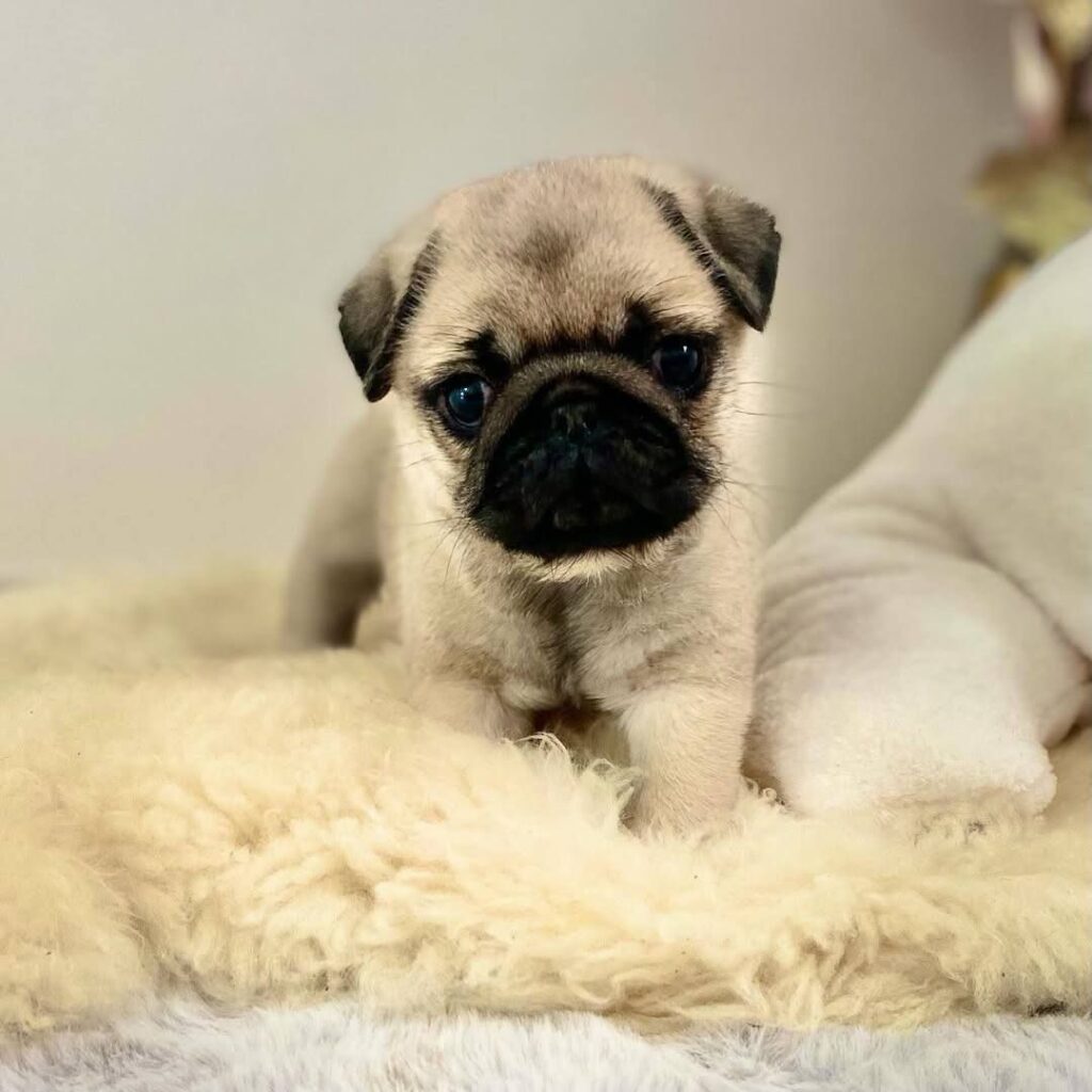 Peanut, a apricot fawn Pug puppy available for adoption