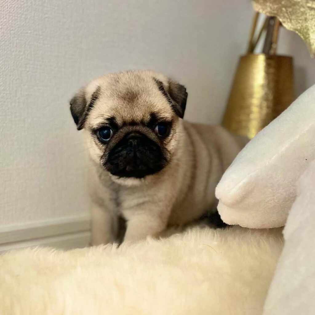 Peanut, a apricot fawn Pug puppy available for adoption