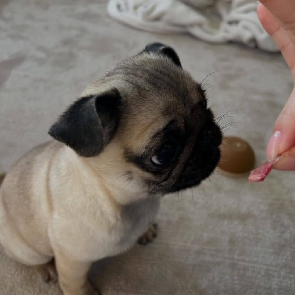 Peanut, a apricot fawn Pug puppy available for adoption