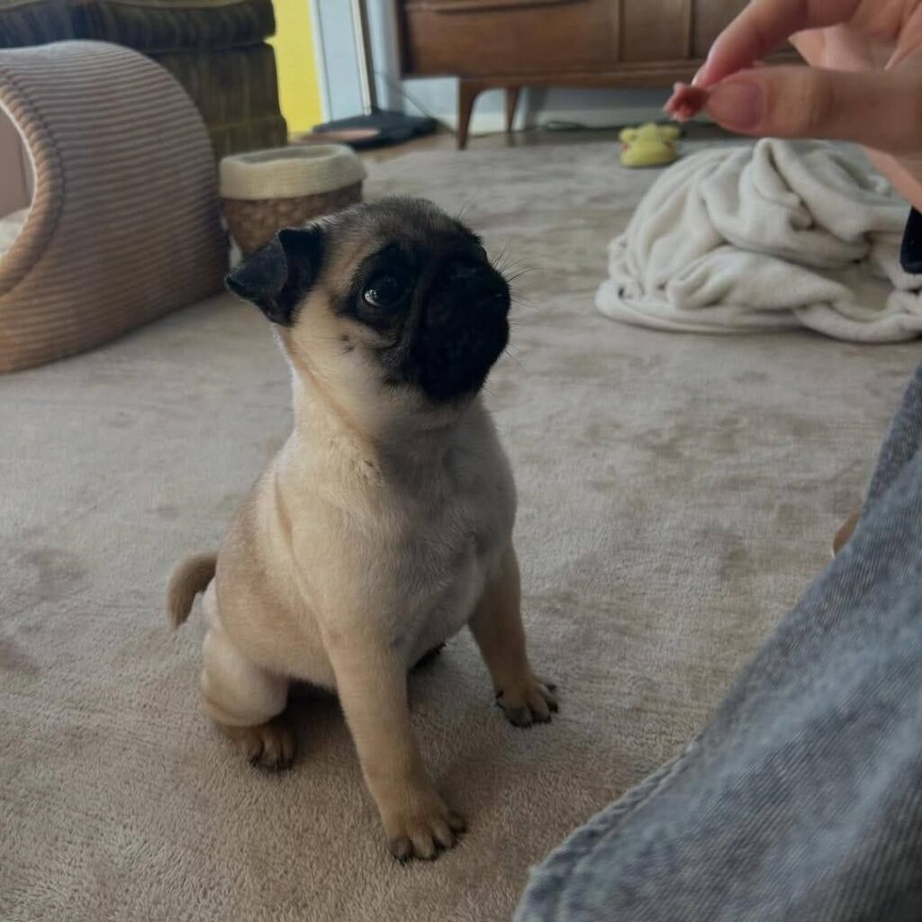 Peanut, a apricot fawn Pug puppy available for adoption