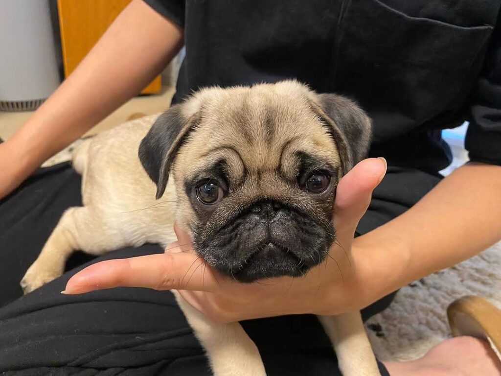 Peanut, a apricot fawn Pug puppy available for adoption