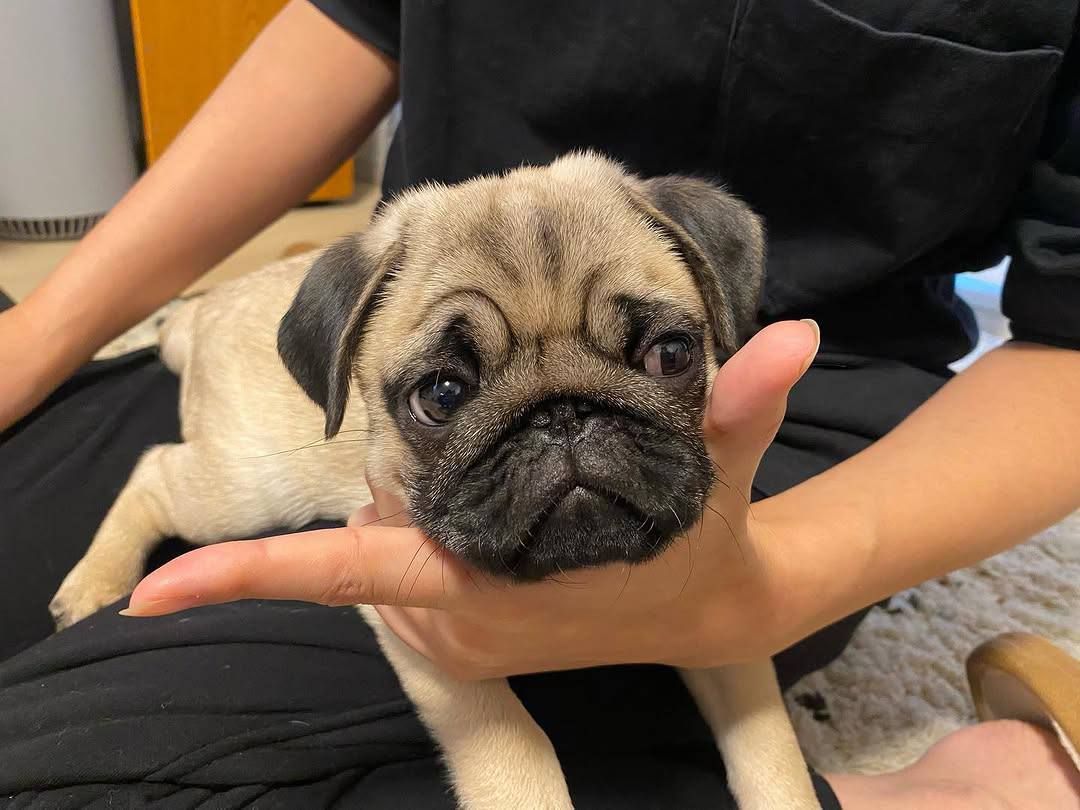 Peanut, a apricot fawn Pug puppy available for adoption