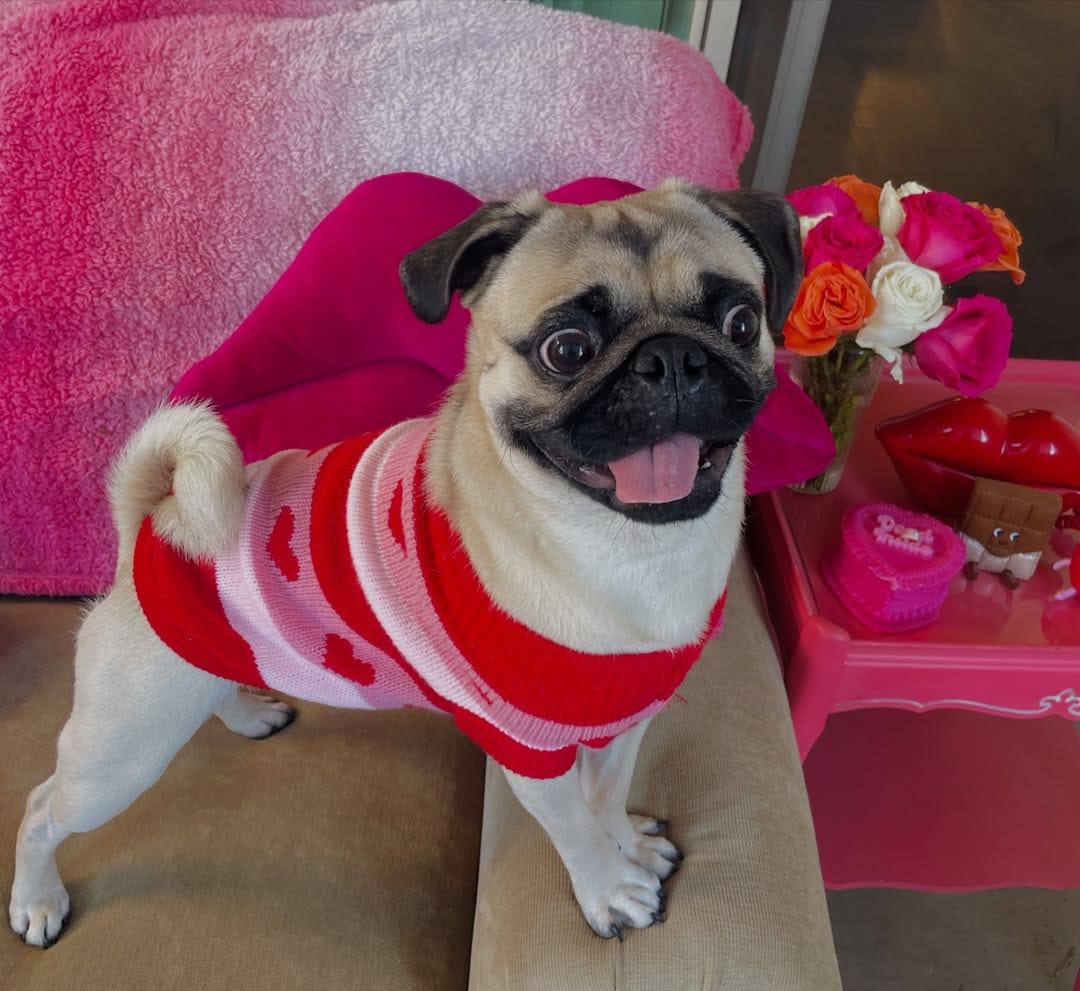 Pepper, one of our adult Pugs at Pug Forever Home
