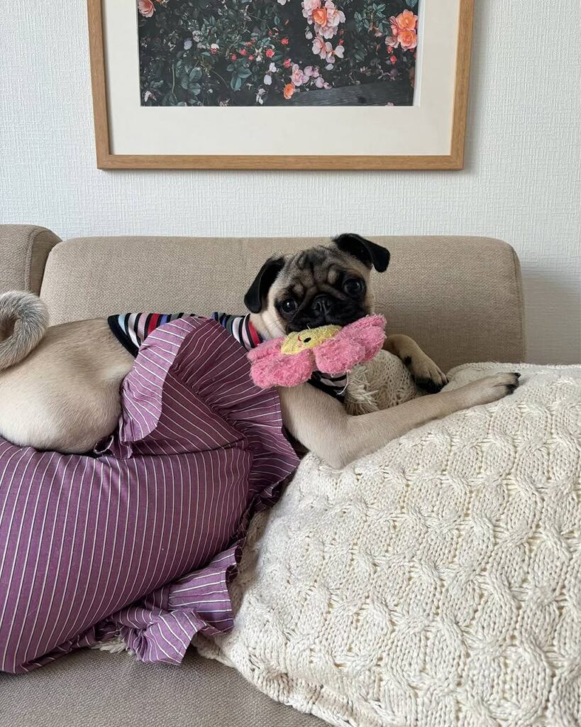 Pepper, one of our adult Pugs at Pug Forever Home
