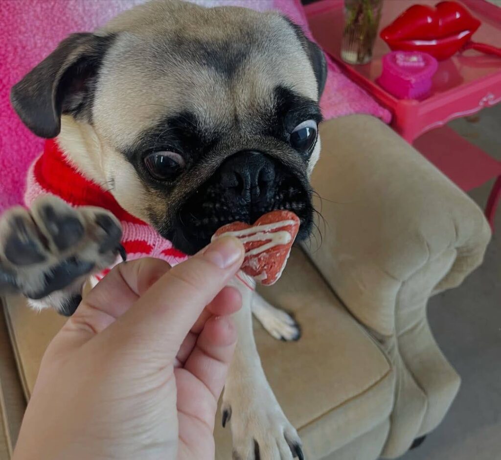 Pepper, one of our adult Pugs at Pug Forever Home