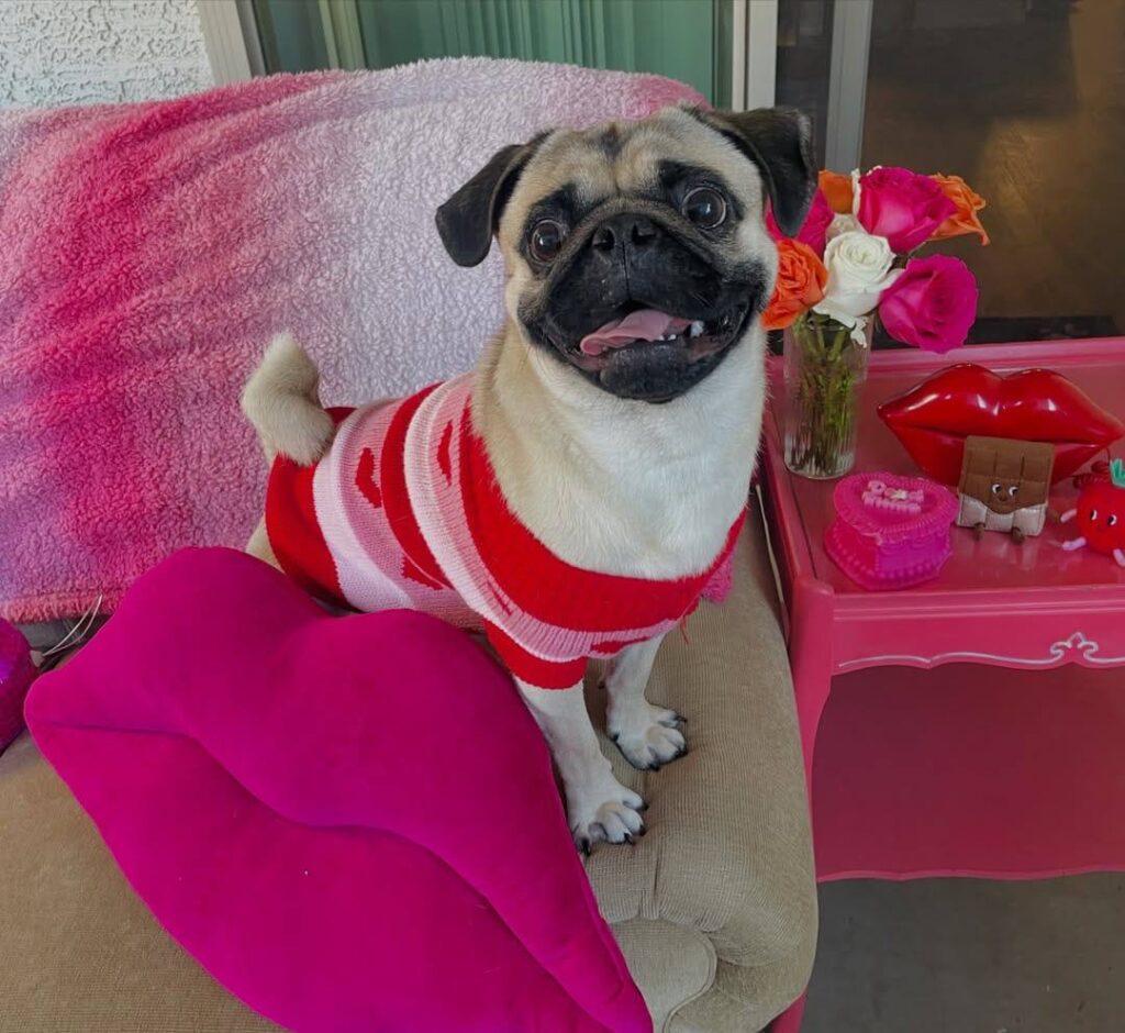 Pepper, one of our adult Pugs at Pug Forever Home