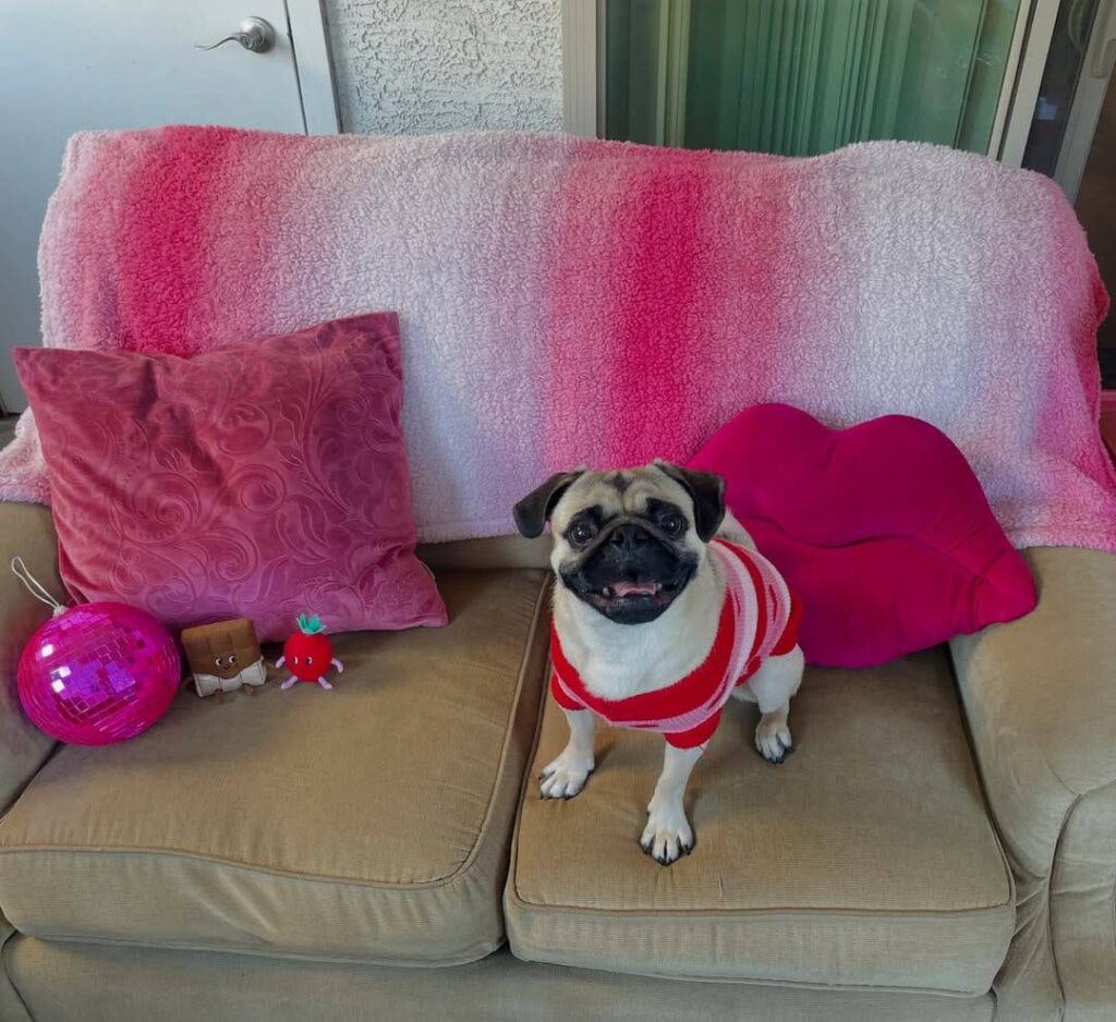 Pepper, one of our adult Pugs at Pug Forever Home