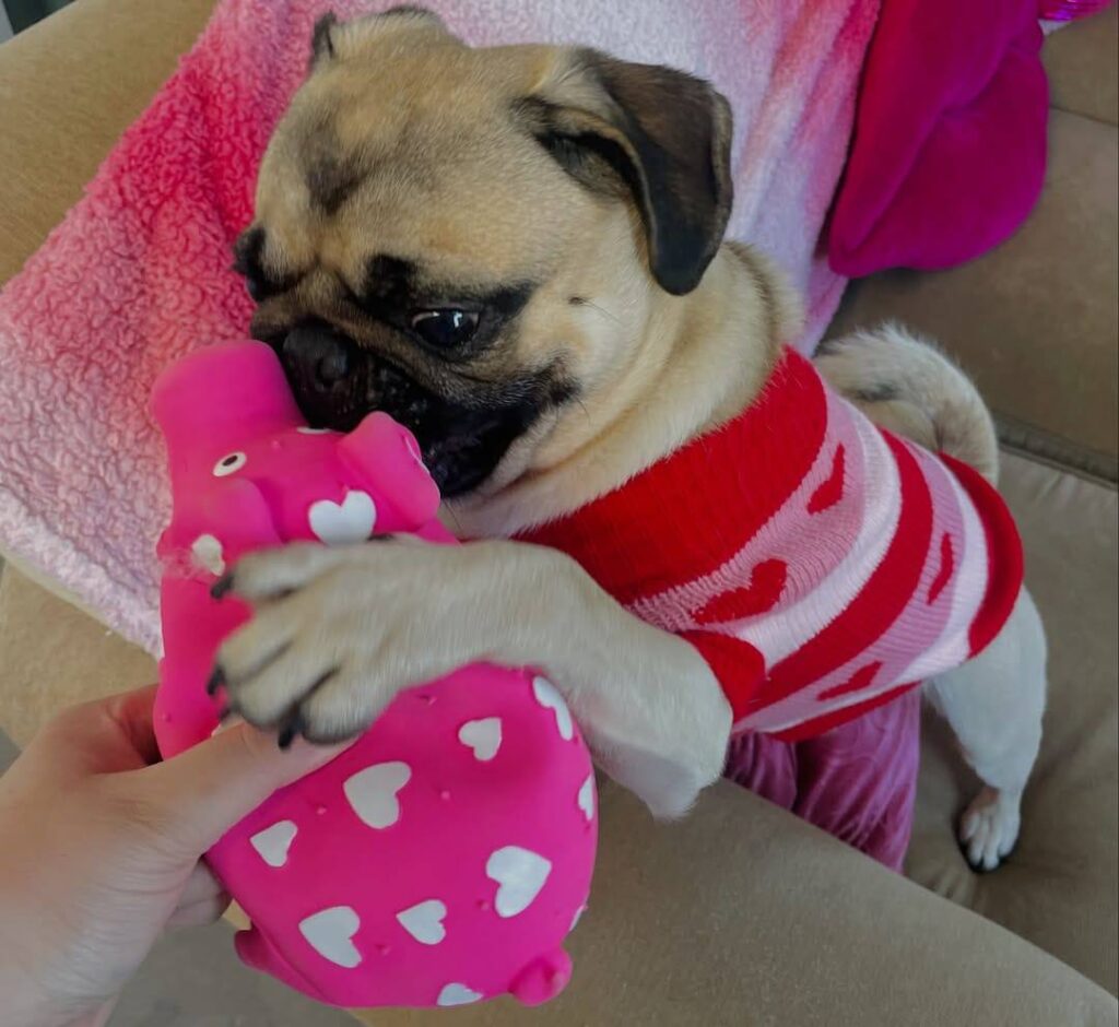 Pepper, one of our adult Pugs at Pug Forever Home