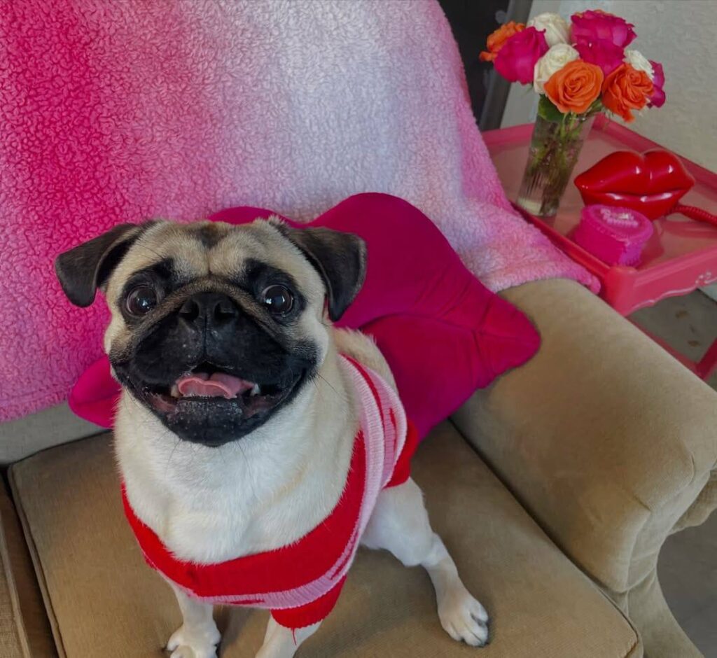 Pepper, one of our adult Pugs at Pug Forever Home