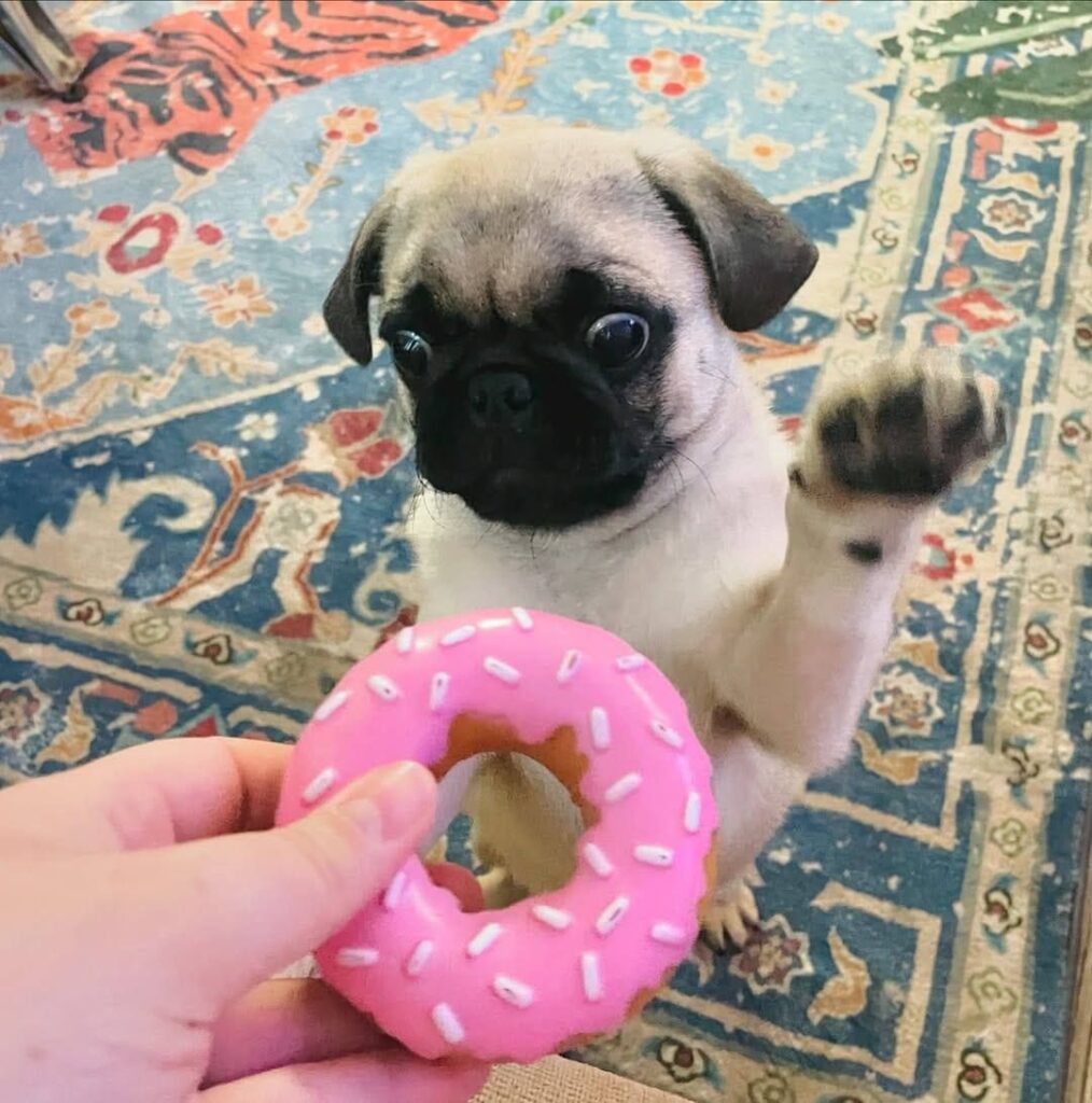 Pickle, a fawn Pug puppy available for adoption