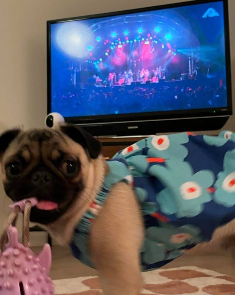 Pickle, a fawn Pug puppy available for adoption