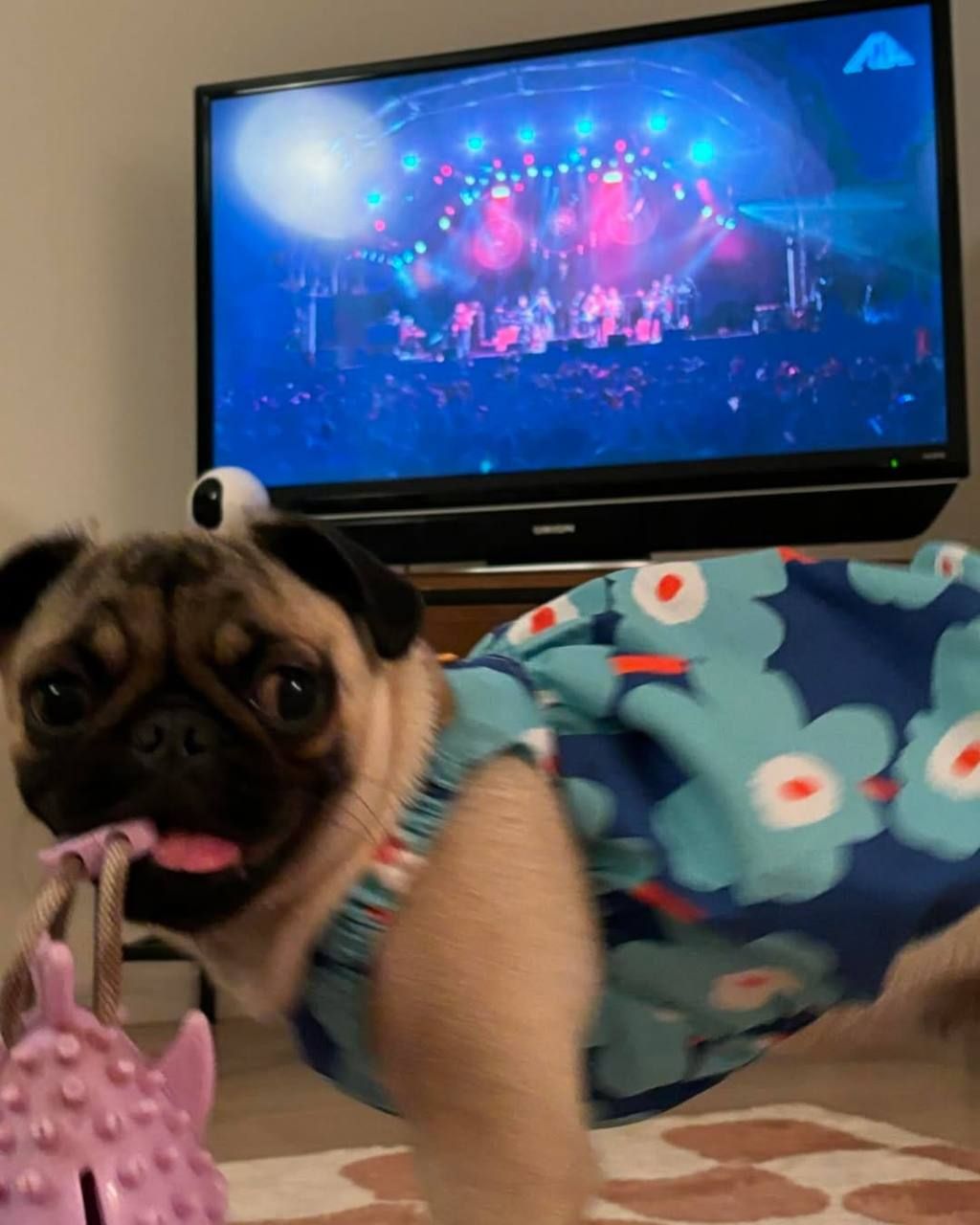 Pickle, a fawn Pug puppy available for adoption