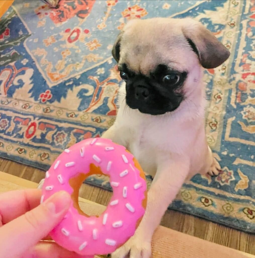 Pickle, a fawn Pug puppy available for adoption