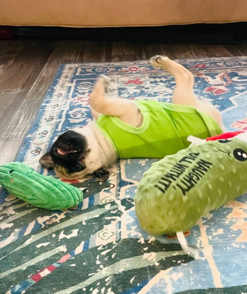 Pickle, a fawn Pug puppy available for adoption