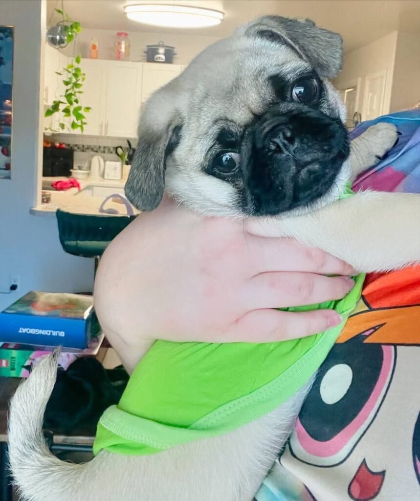 Pickle, a fawn Pug puppy available for adoption