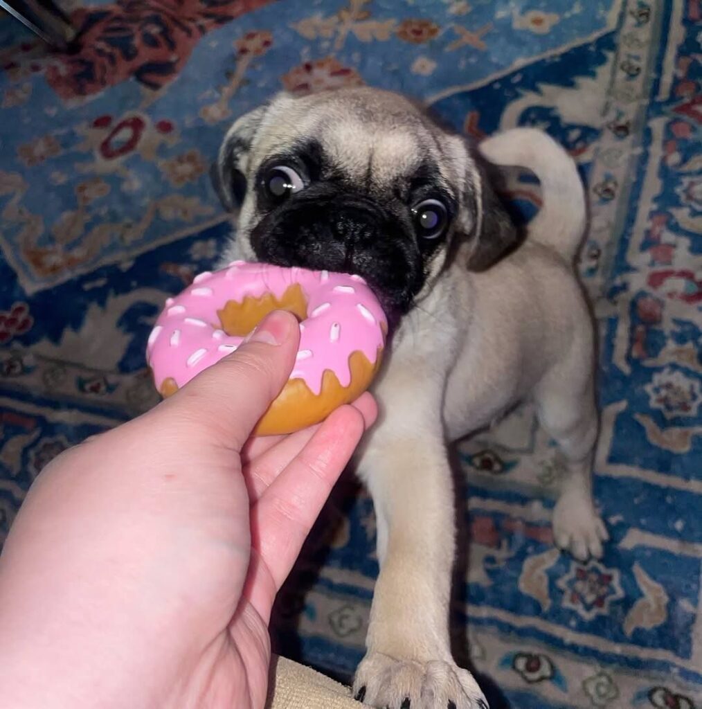 Pickle, a fawn Pug puppy available for adoption