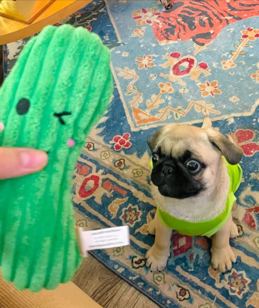 Pickle, a fawn Pug puppy available for adoption