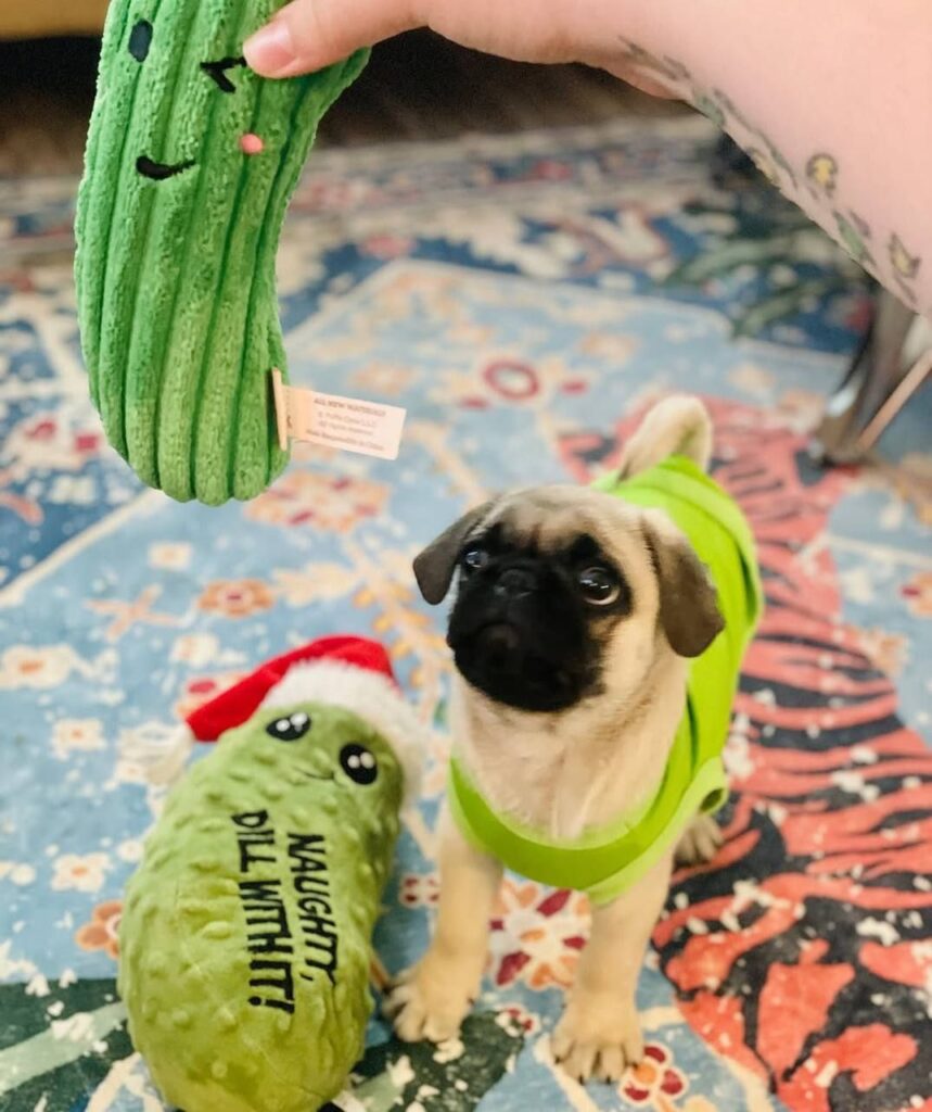 Pickle, a fawn Pug puppy available for adoption
