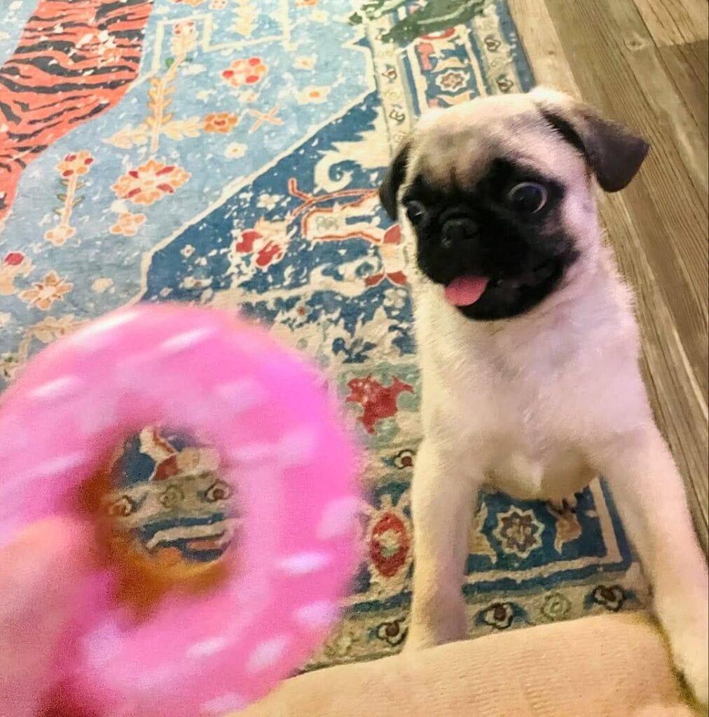 Pickle, a fawn Pug puppy available for adoption