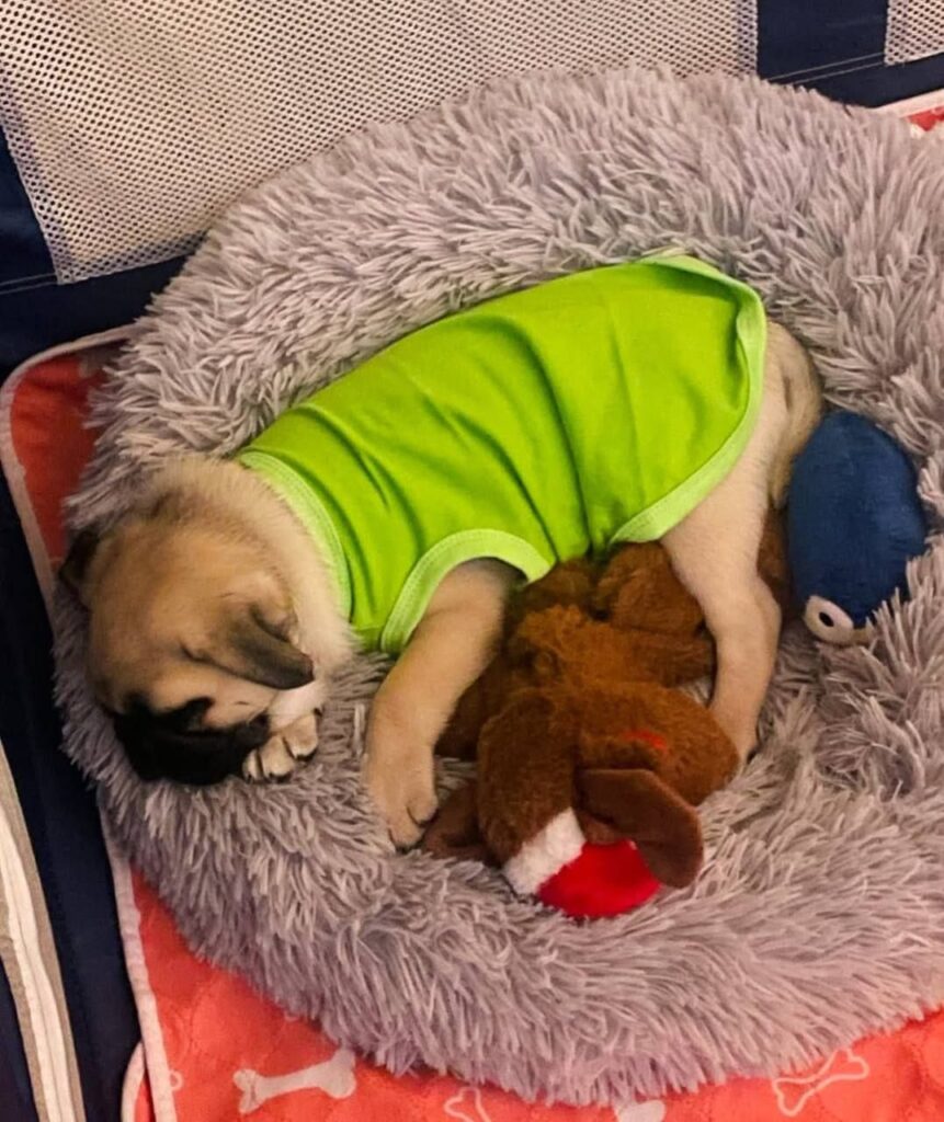 Pickle, a fawn Pug puppy available for adoption
