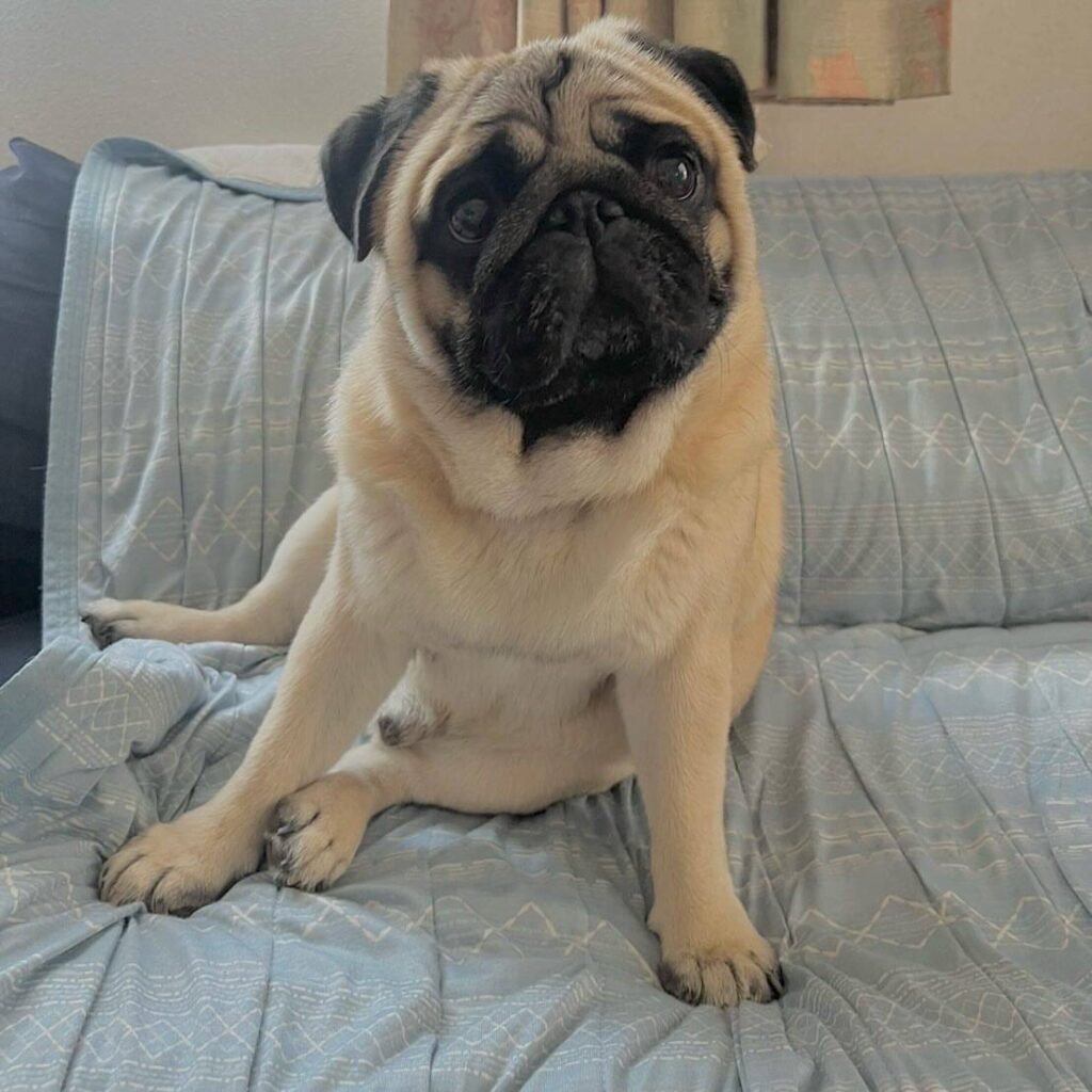 Poppy, a fawn Pug puppy available for adoption
