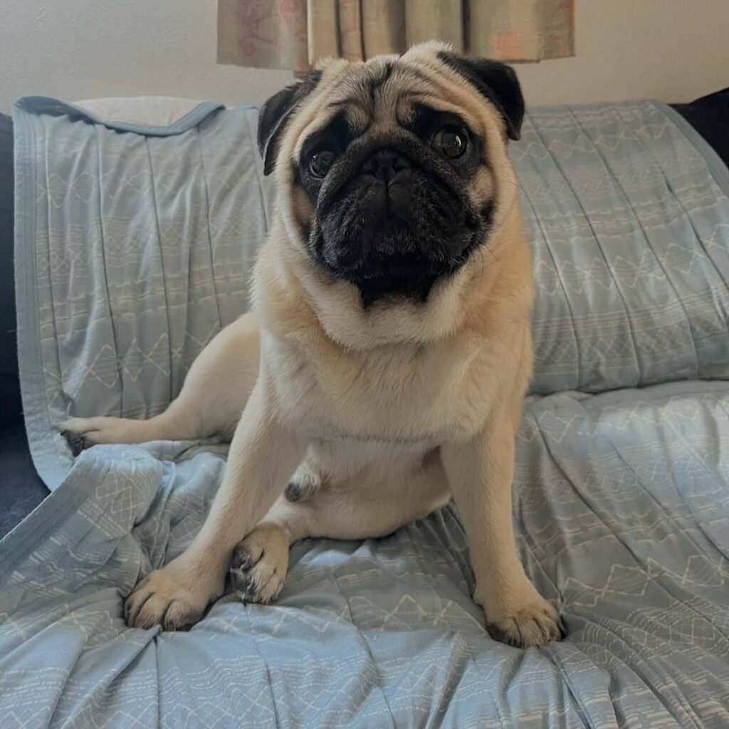 Poppy, a fawn Pug puppy available for adoption