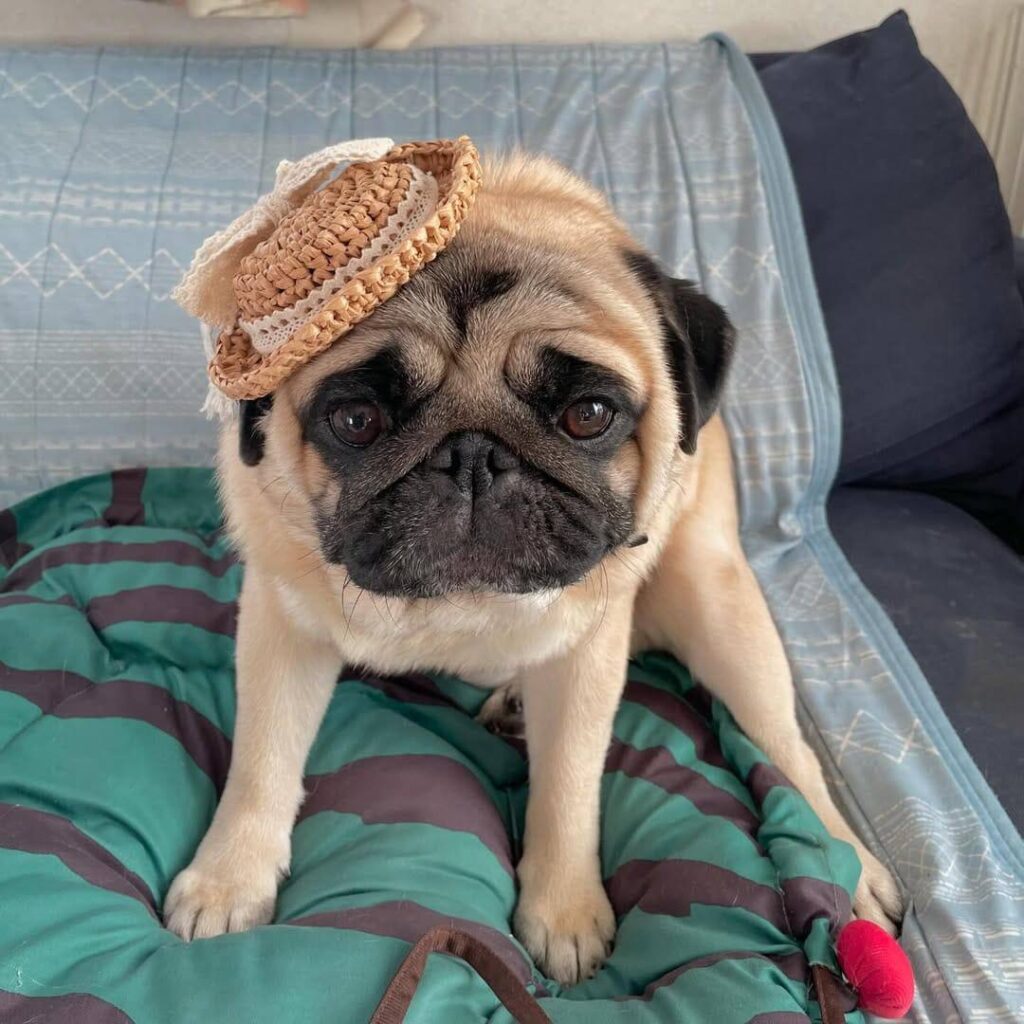 Poppy, a fawn Pug puppy available for adoption