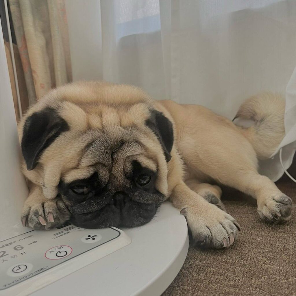 Poppy, a fawn Pug puppy available for adoption