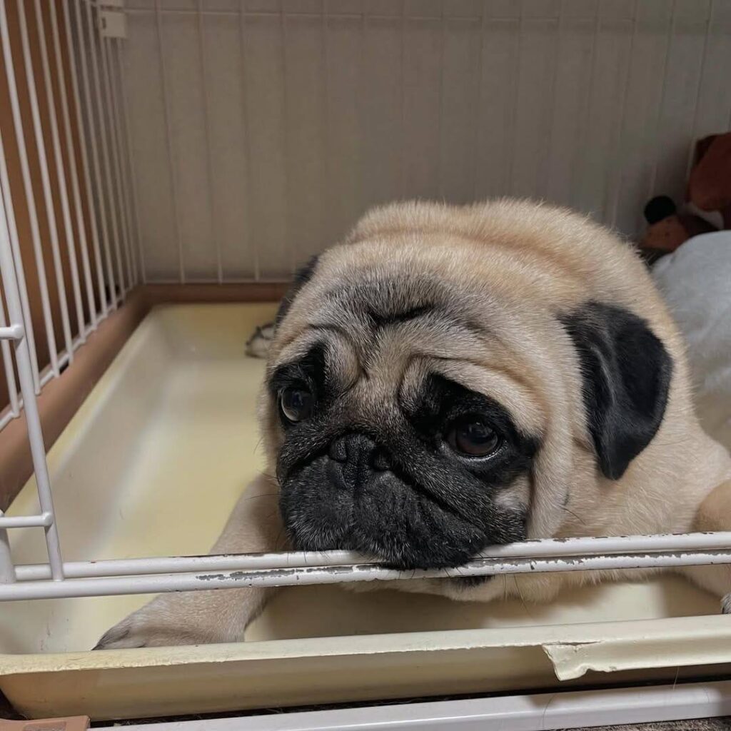Poppy, a fawn Pug puppy available for adoption