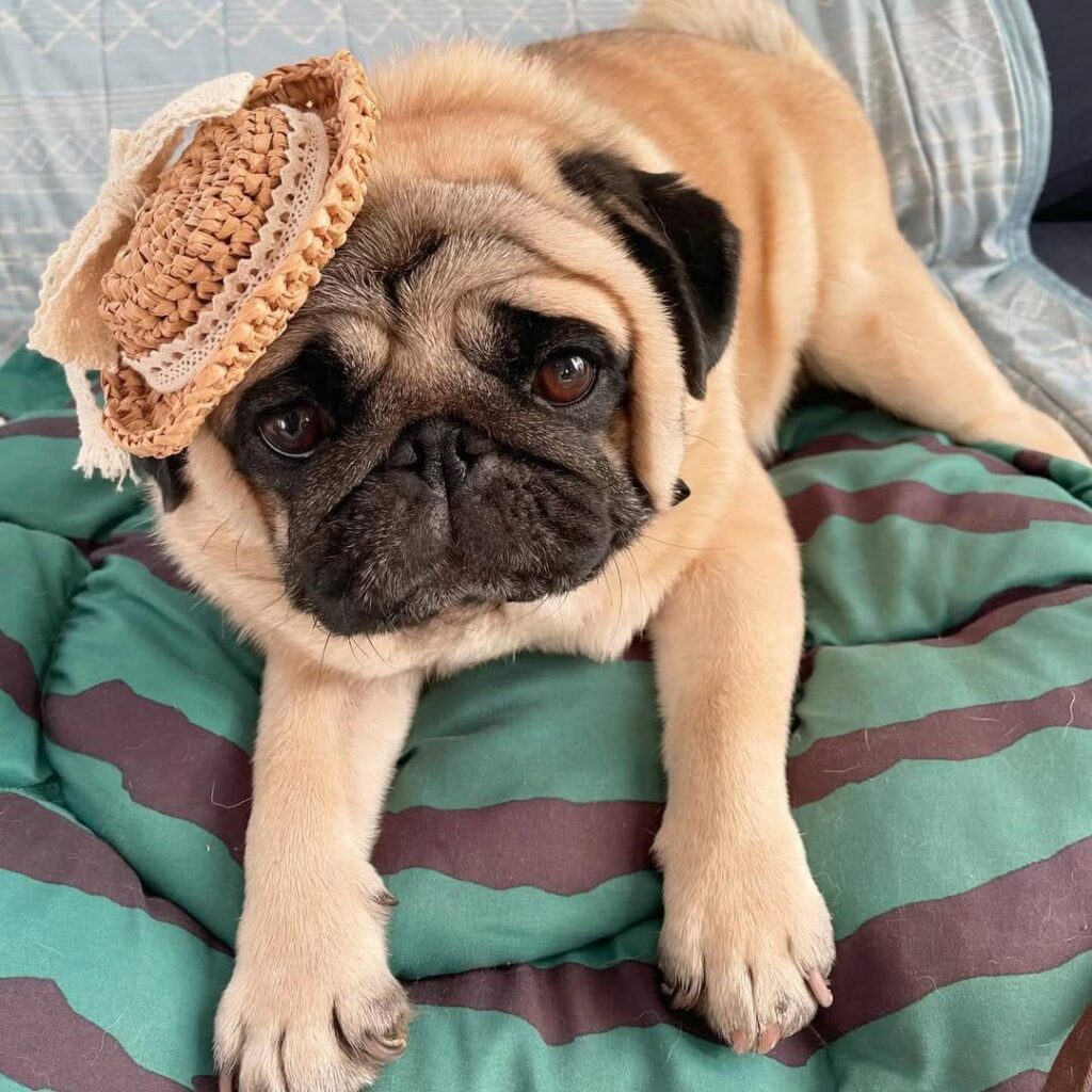 Poppy, a fawn Pug puppy available for adoption