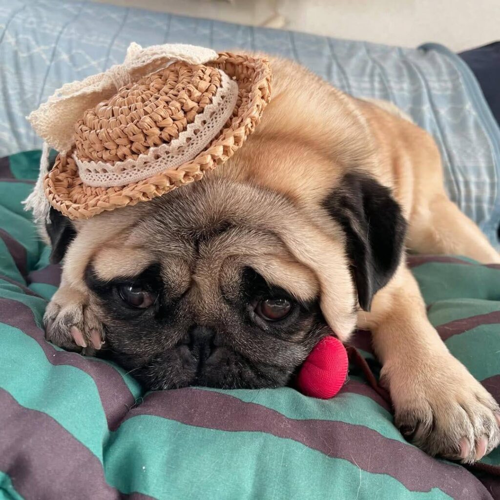 Poppy, a fawn Pug puppy available for adoption