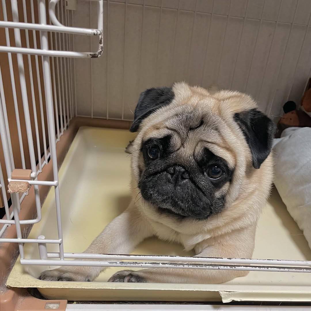 Poppy, a fawn Pug puppy available for adoption