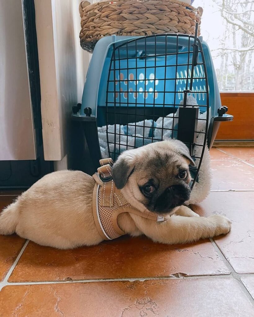 Rosie, a fawn Pug puppy available for adoption