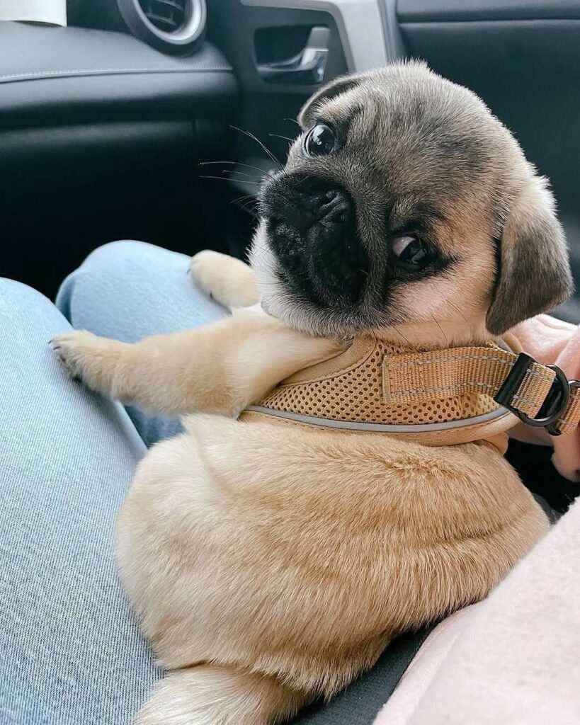 Rosie, a fawn Pug puppy available for adoption