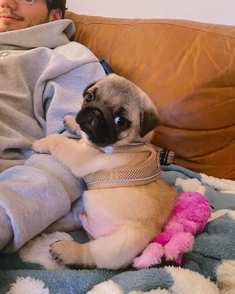 Rosie, a fawn Pug puppy available for adoption