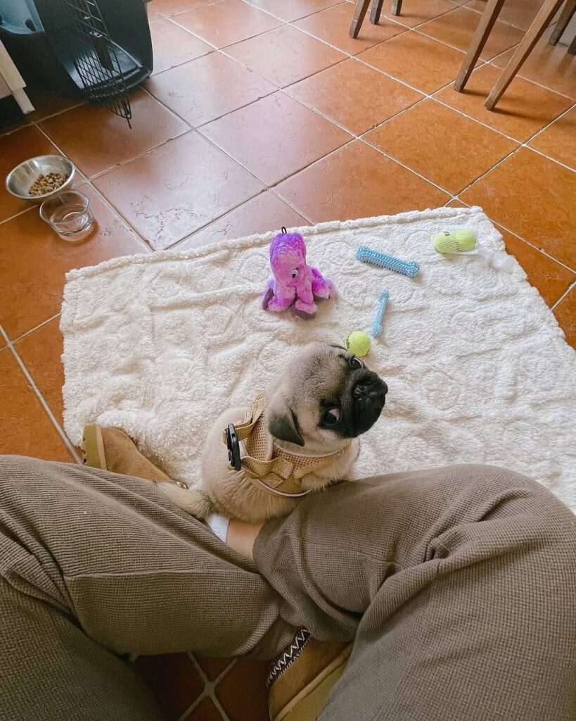 Rosie, a fawn Pug puppy available for adoption