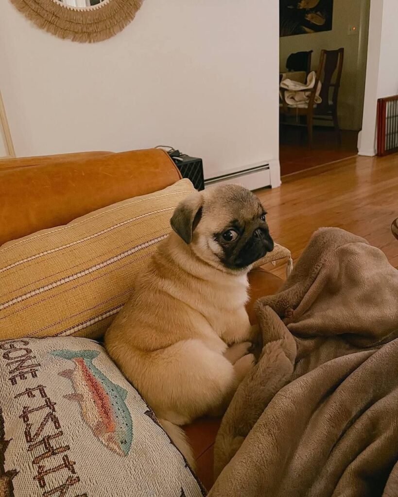 Rosie, a fawn Pug puppy available for adoption