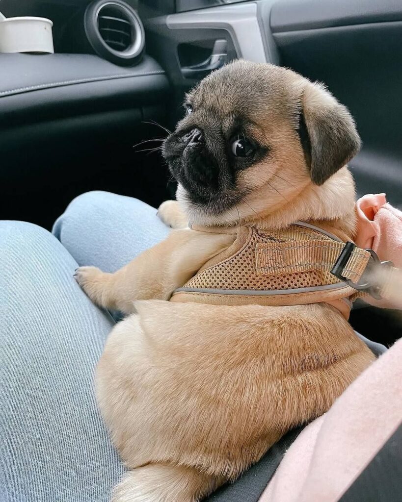 Rosie, a fawn Pug puppy available for adoption