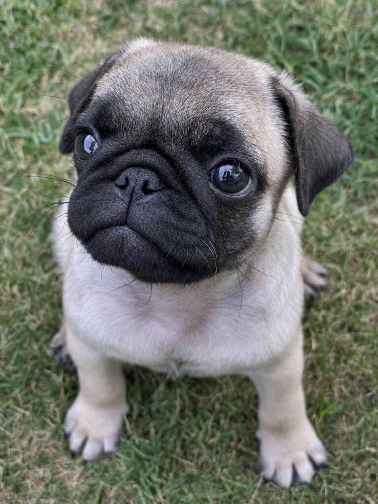 Sunny, a fawn Pug puppy available for adoption