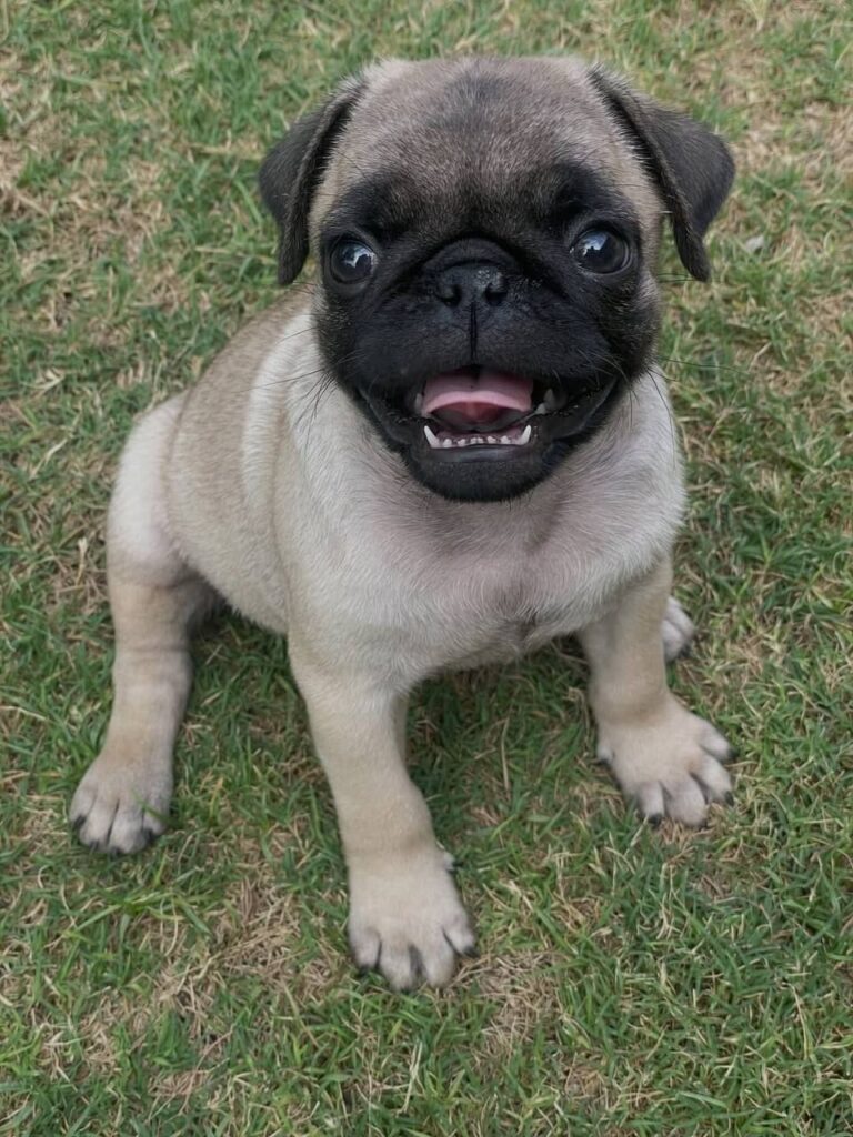 Sunny, a fawn Pug puppy available for adoption