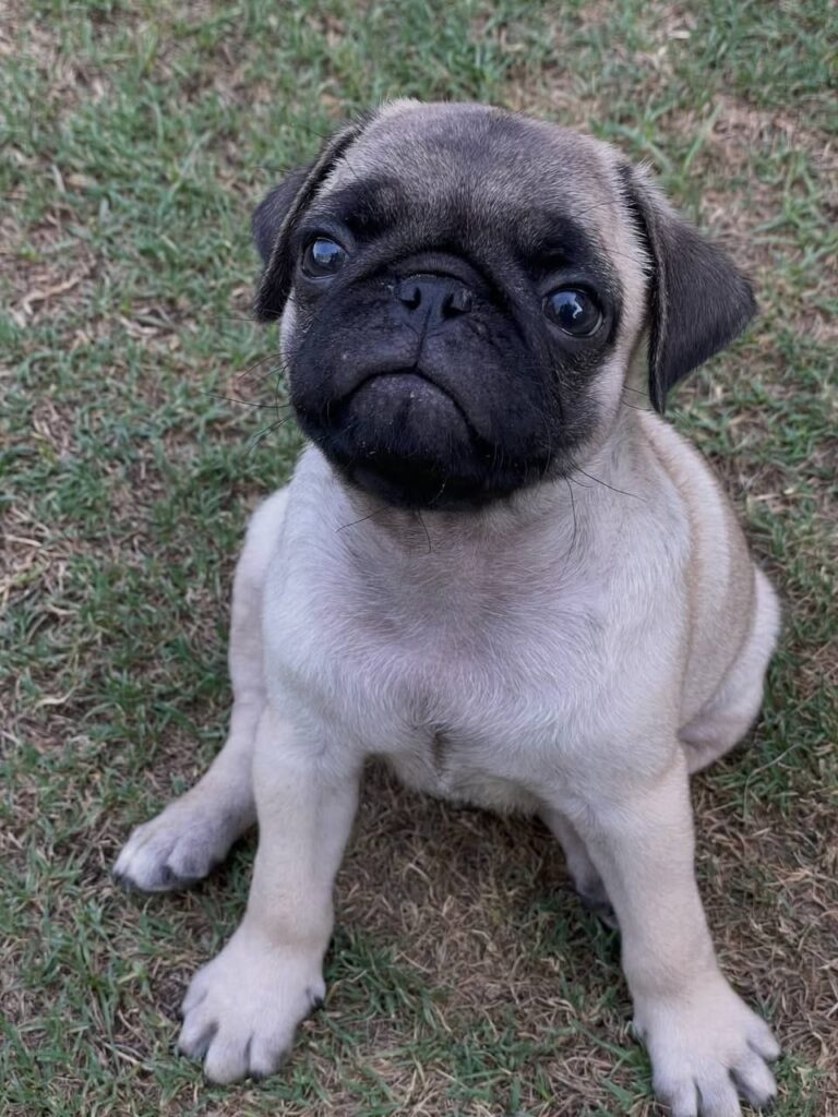 Sunny, a fawn Pug puppy available for adoption