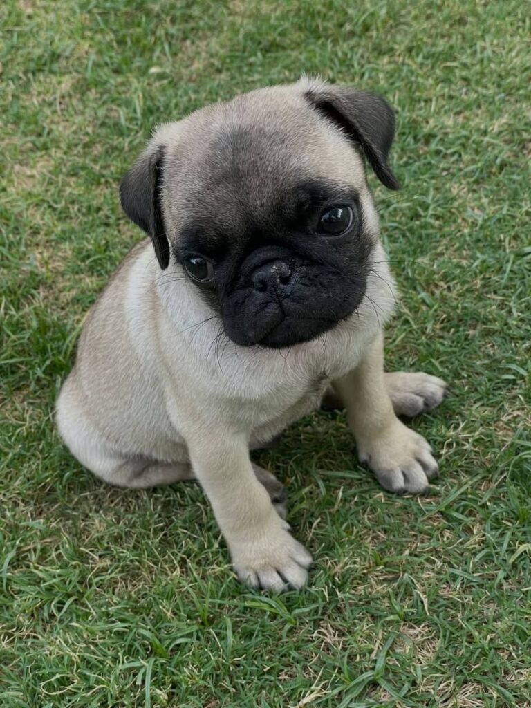 Sunny, a fawn Pug puppy available for adoption