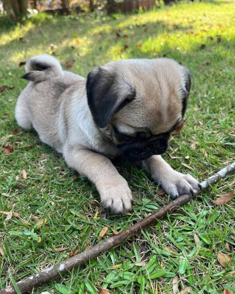 Sunny, a fawn Pug puppy available for adoption