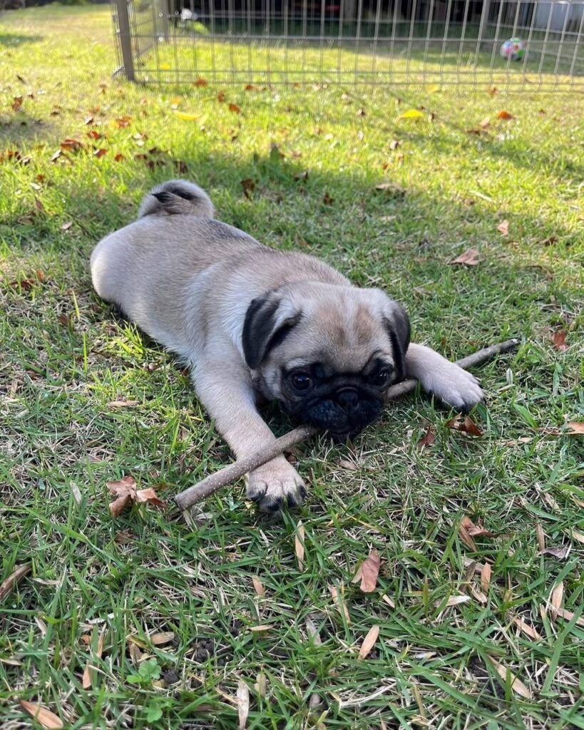 Sunny, a fawn Pug puppy available for adoption