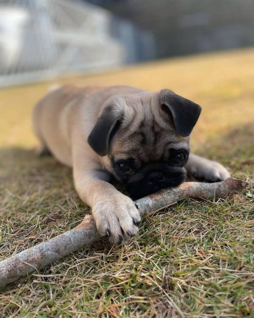 Sunny, a fawn Pug puppy available for adoption