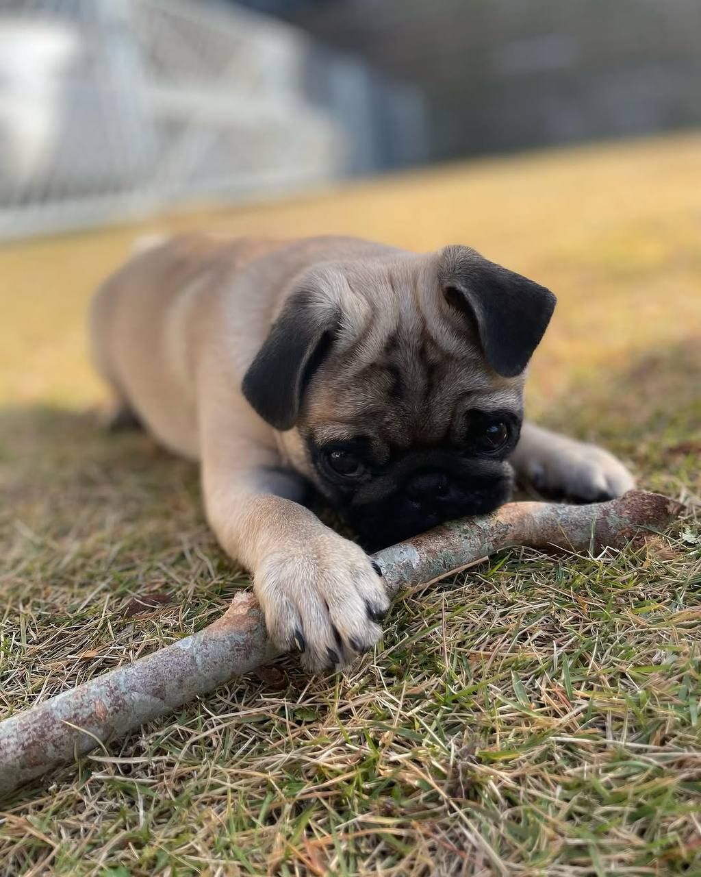 Sunny, a fawn Pug puppy available for adoption