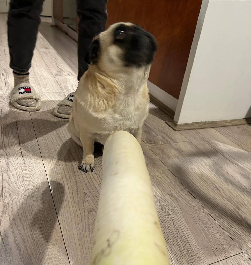 Toffee, a fawn Pug puppy available for adoption