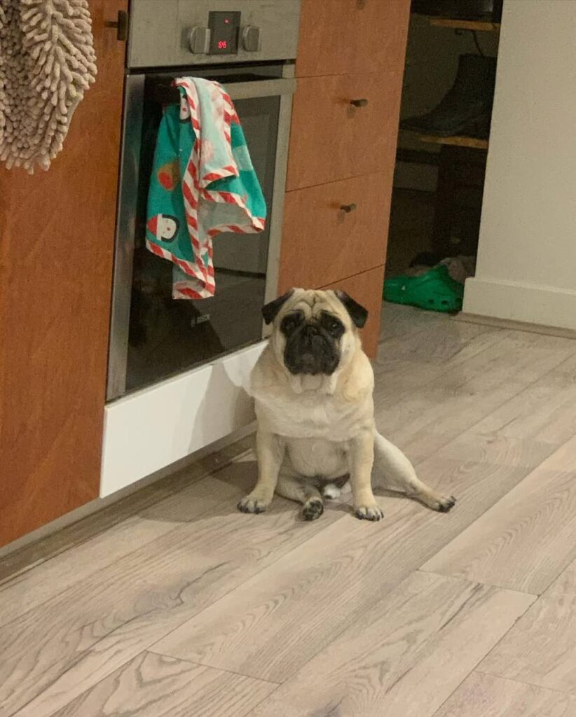 Toffee, a fawn Pug puppy available for adoption